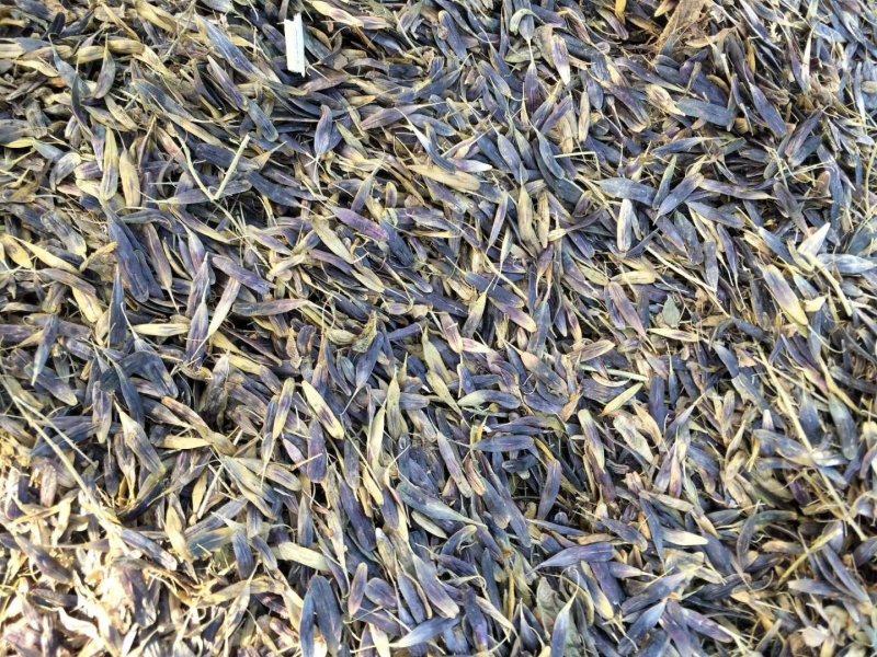 中药材板蓝根籽种植宜管理生长年限短
