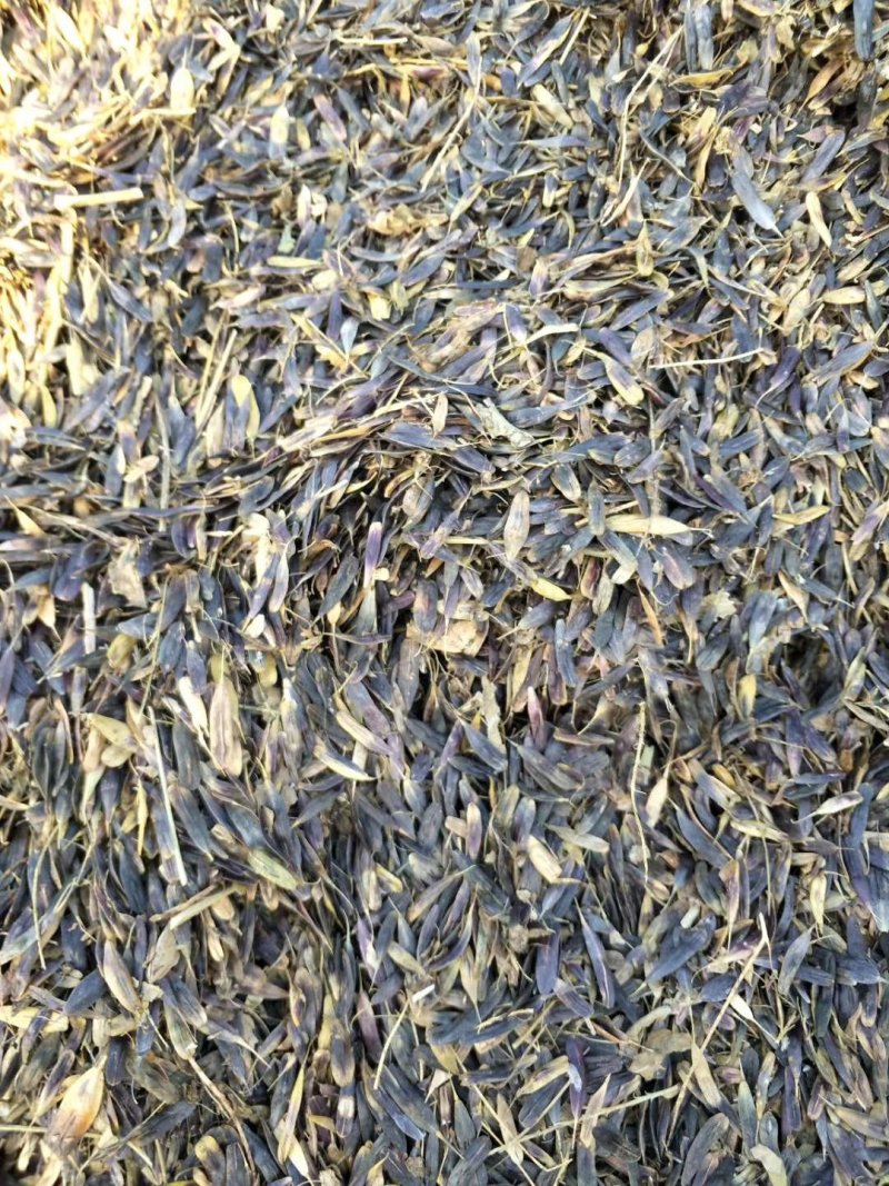 中药材板蓝根籽种植宜管理生长年限短
