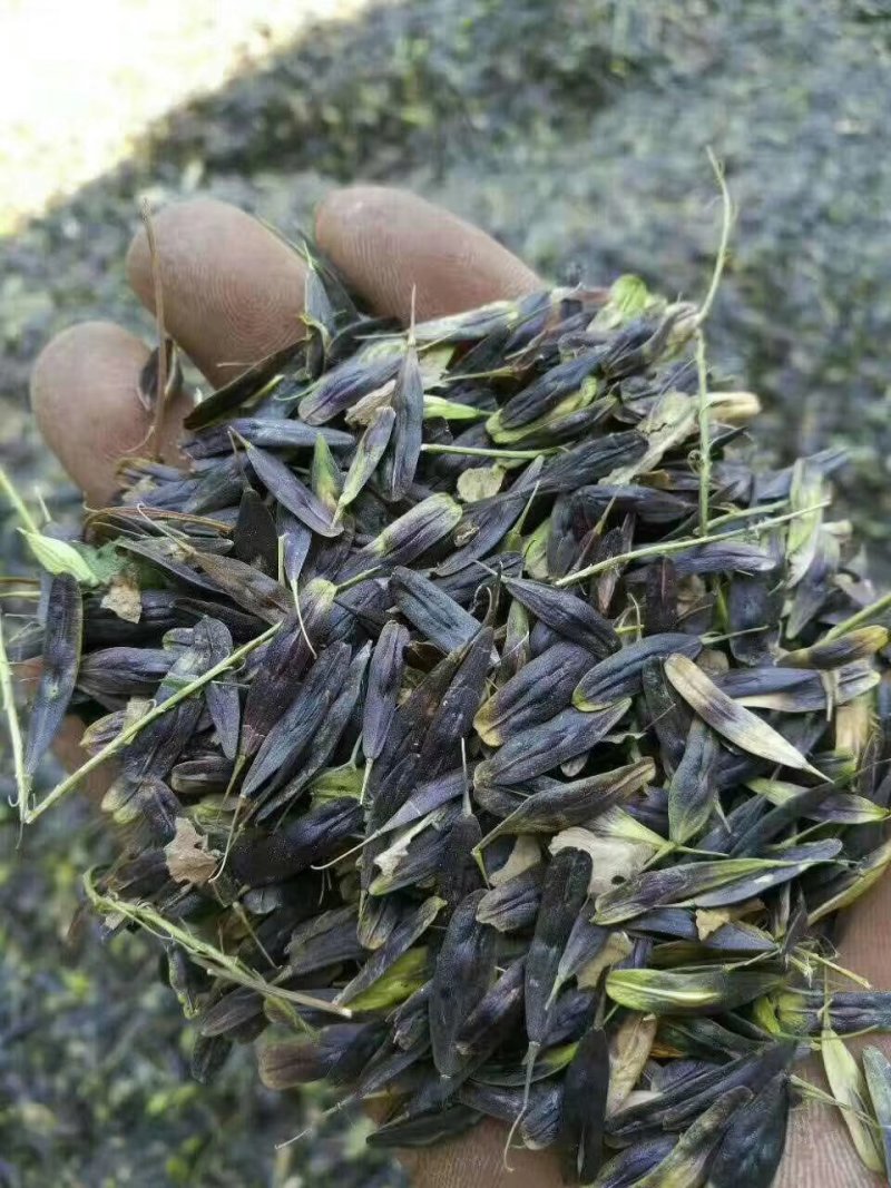 中药材板蓝根籽种植宜管理生长年限短