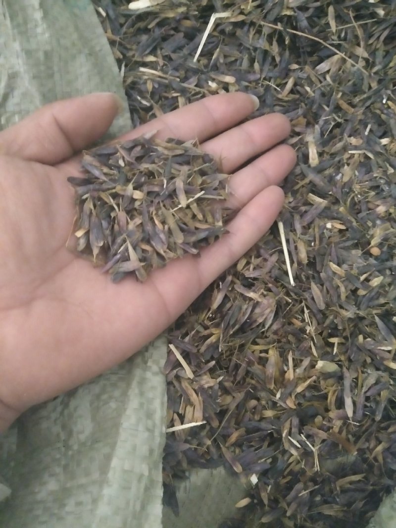 中药材板蓝根籽种植宜管理生长年限短