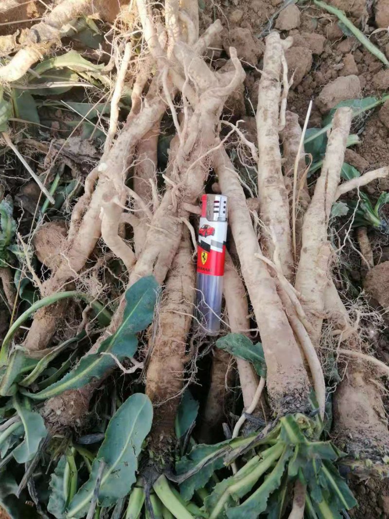 中药材板蓝根籽种植宜管理生长年限短
