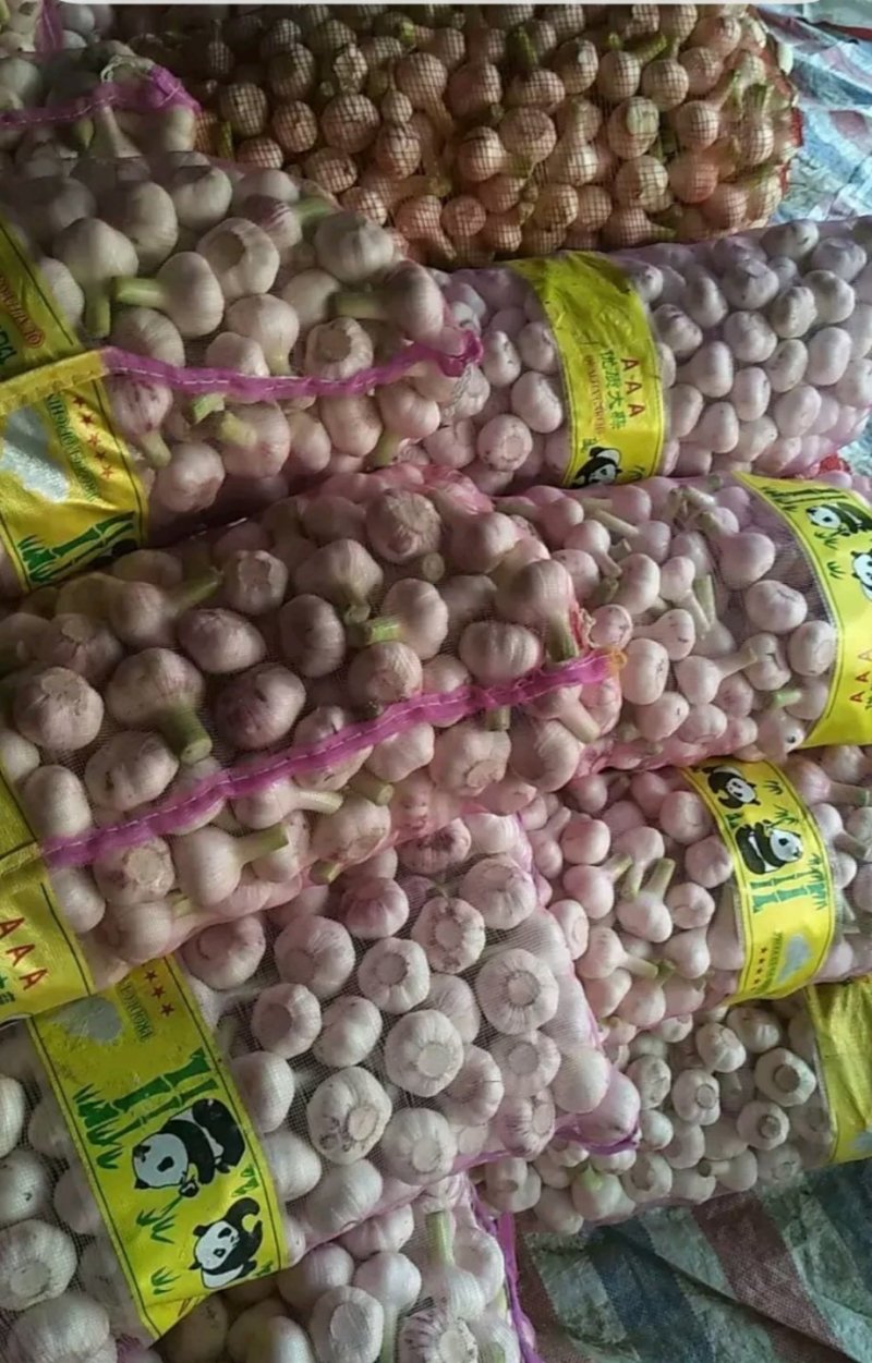 【实力热卖】淮阳紫皮大蒜产地直发保质保量一条龙服务