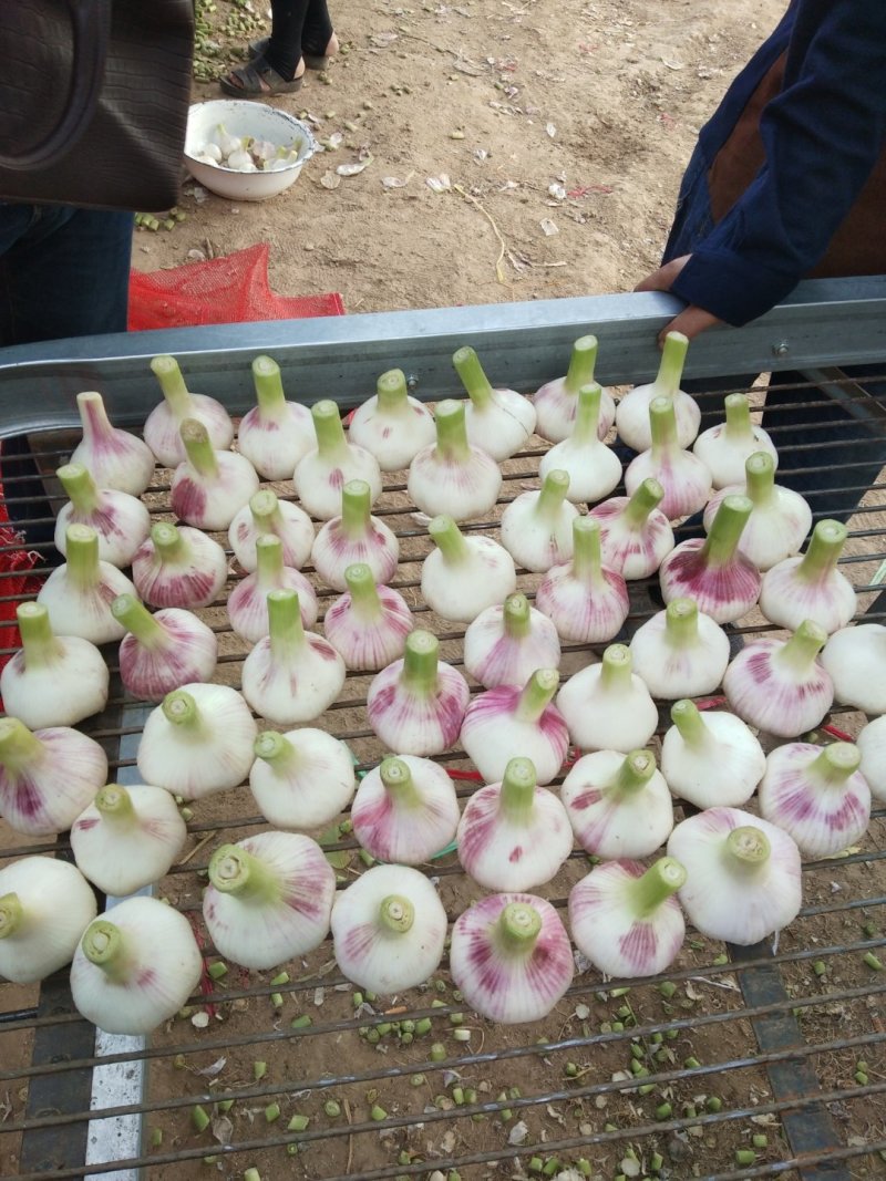 【实力热卖】淮阳紫皮大蒜产地直发保质保量一条龙服务