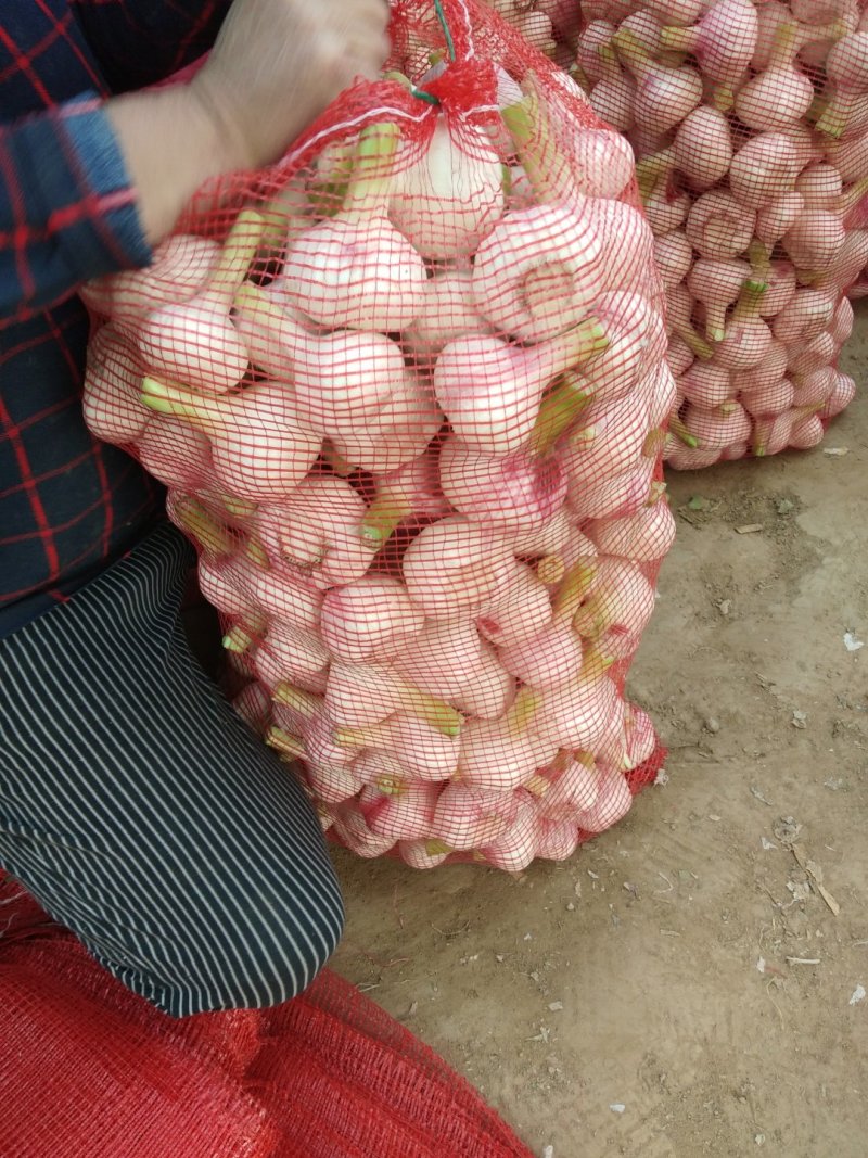 【实力热卖】淮阳紫皮大蒜产地直发保质保量一条龙服务