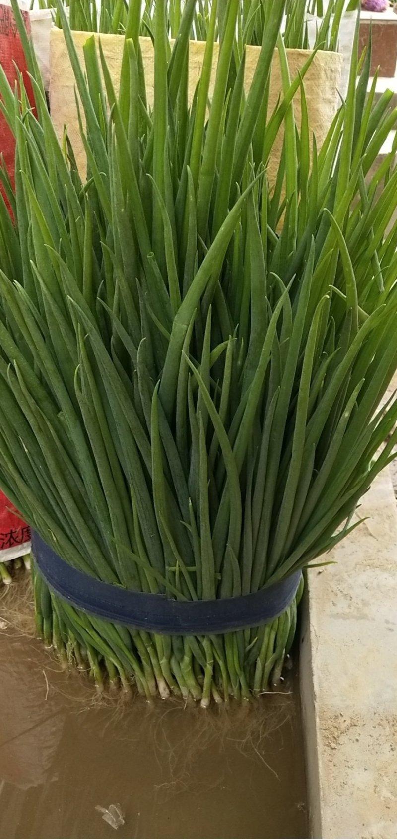 小葱