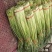 红帽白帽蒜薹精品60-70公分货源充足代发全国