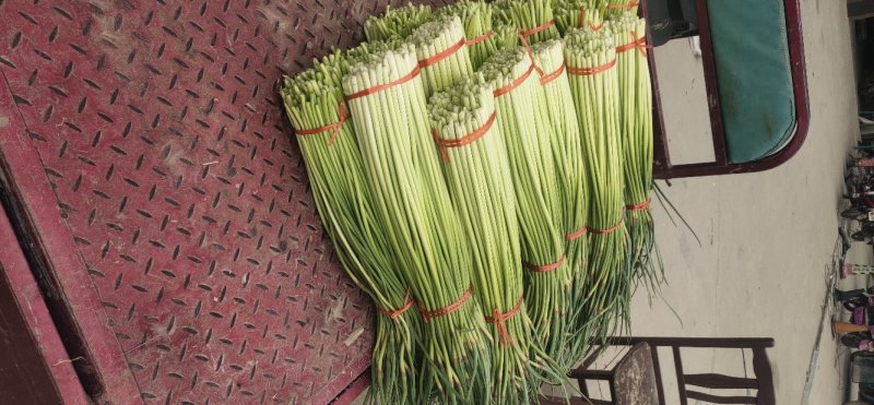 红帽白帽蒜薹精品60-70公分货源充足代发全国