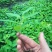 黄精三年籽育苗姜型品种
