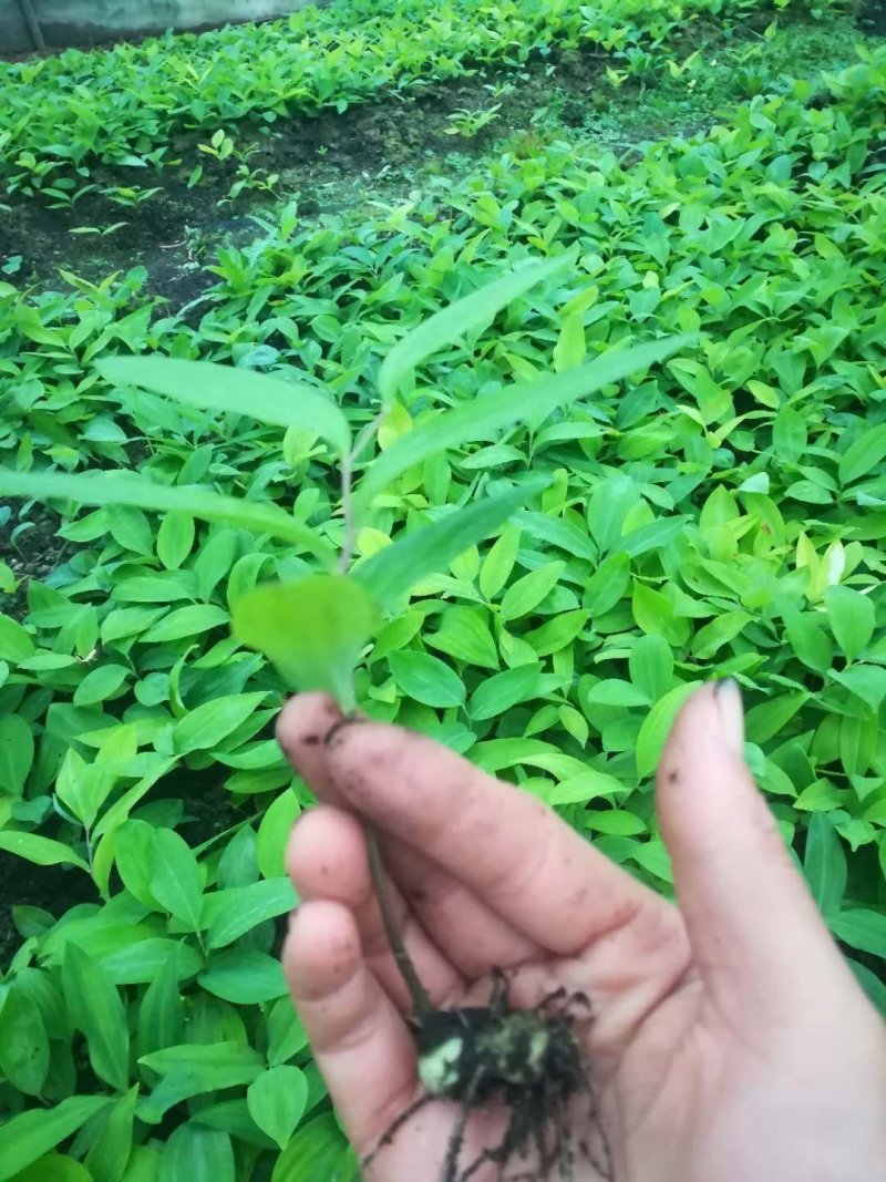 黄精三年籽育苗姜型品种