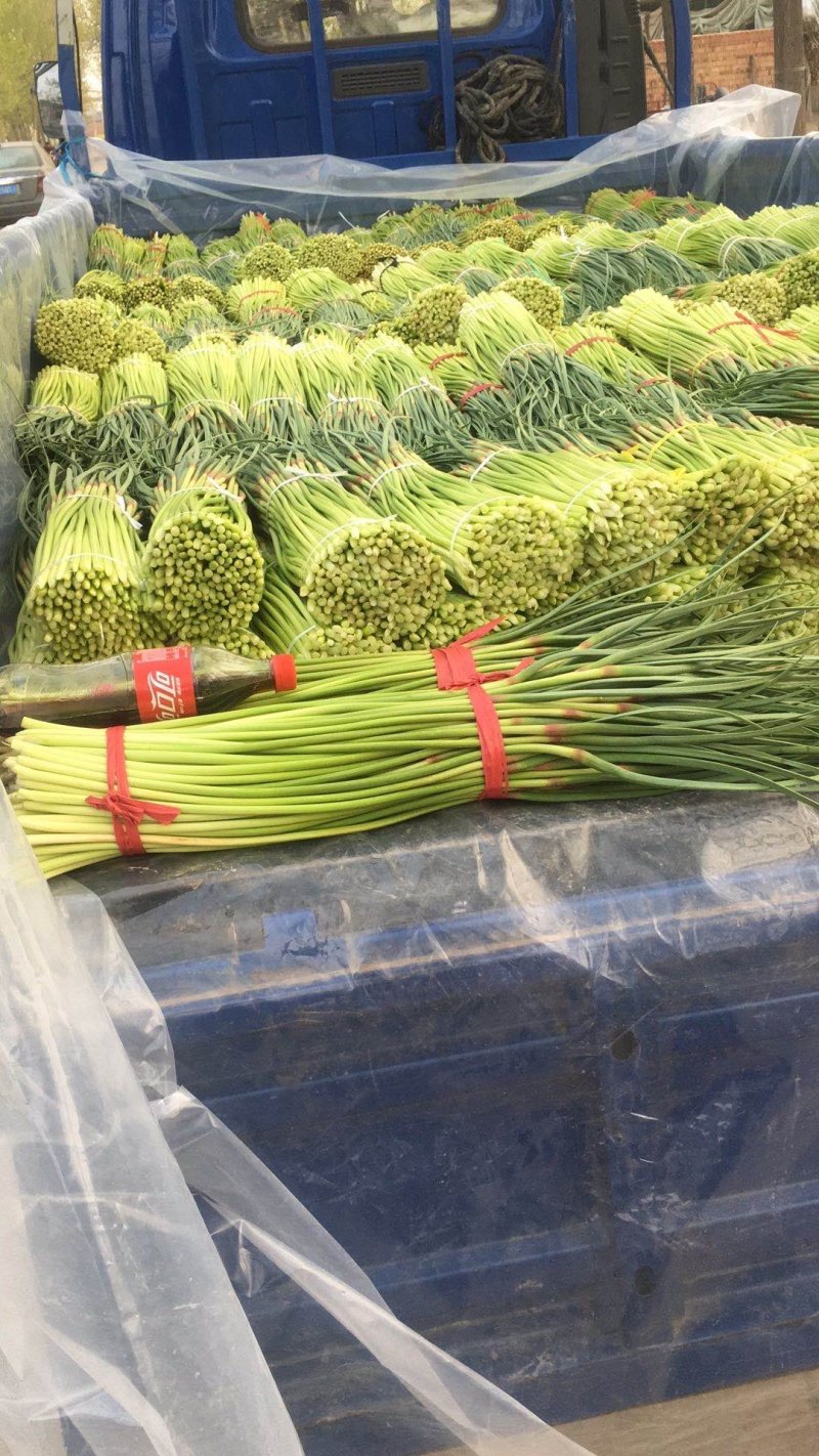 红帽早熟蒜苔，周口蒜苔，河南蒜苔，淮阳蒜苔，