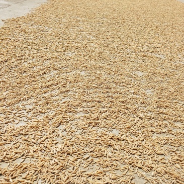 麦冬无硫，假一罚百，绿色种植，基地直供，药食共用
