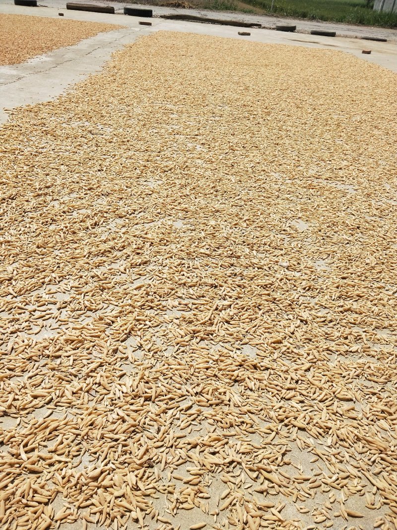 麦冬无硫，假一罚百，绿色种植，基地直供，药食共用