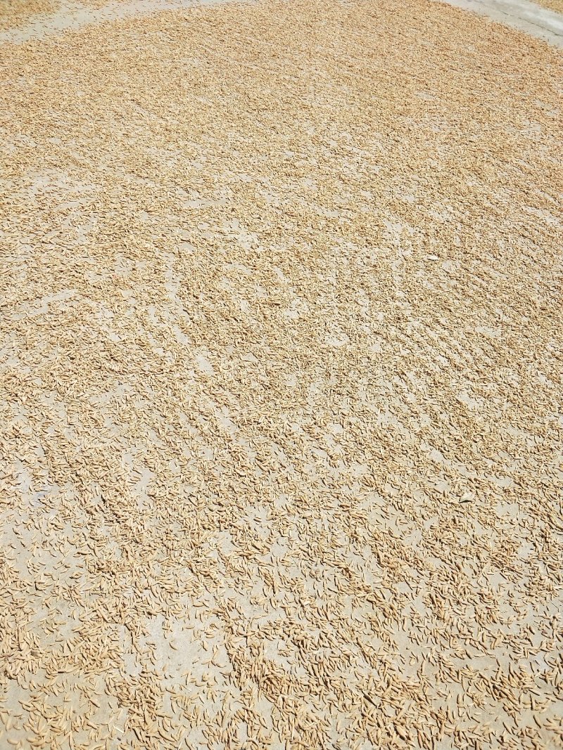 麦冬无硫，假一罚百，绿色种植，基地直供，药食共用