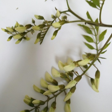 洋槐花