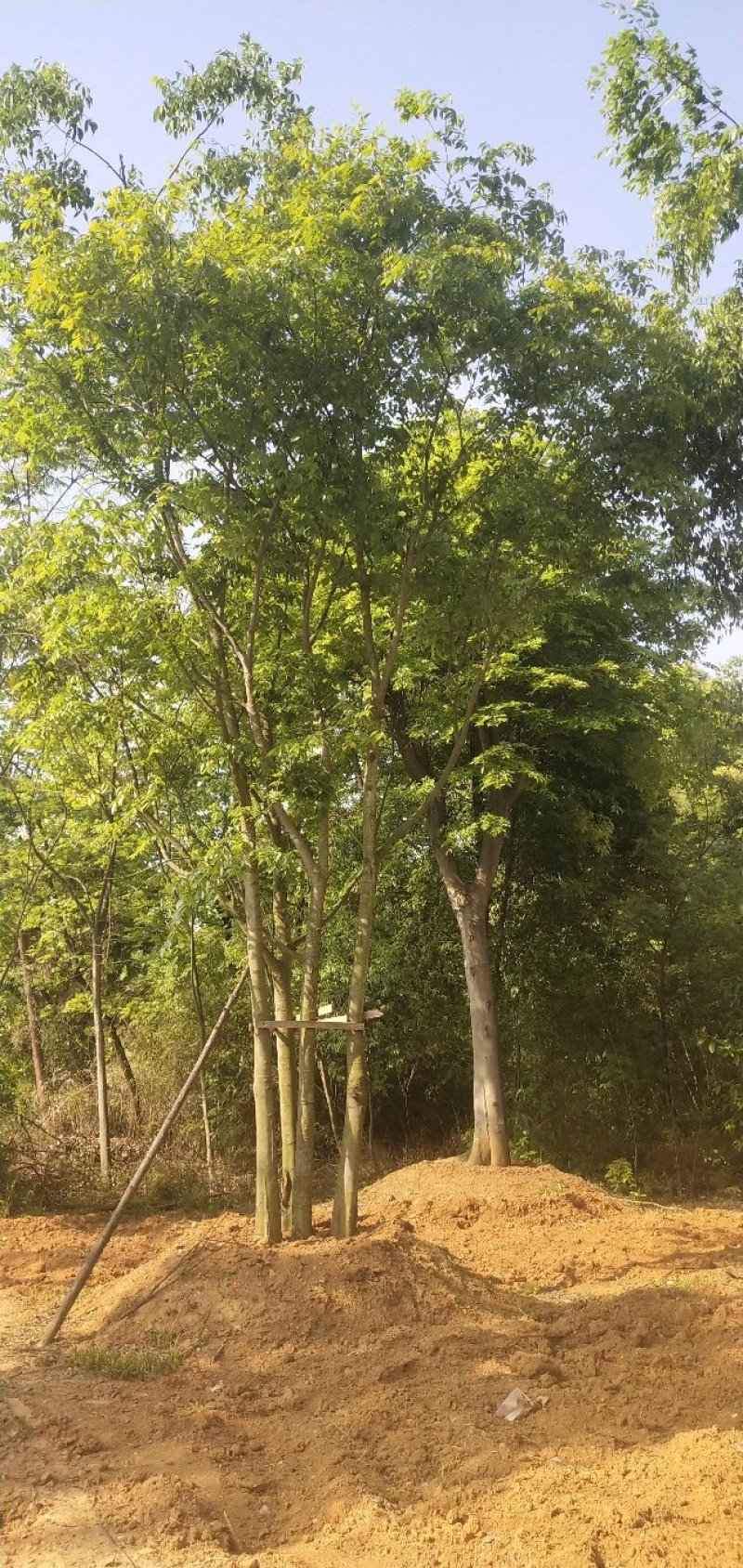 五杆丛生朴树自家苗圃，基地直销，一手货源