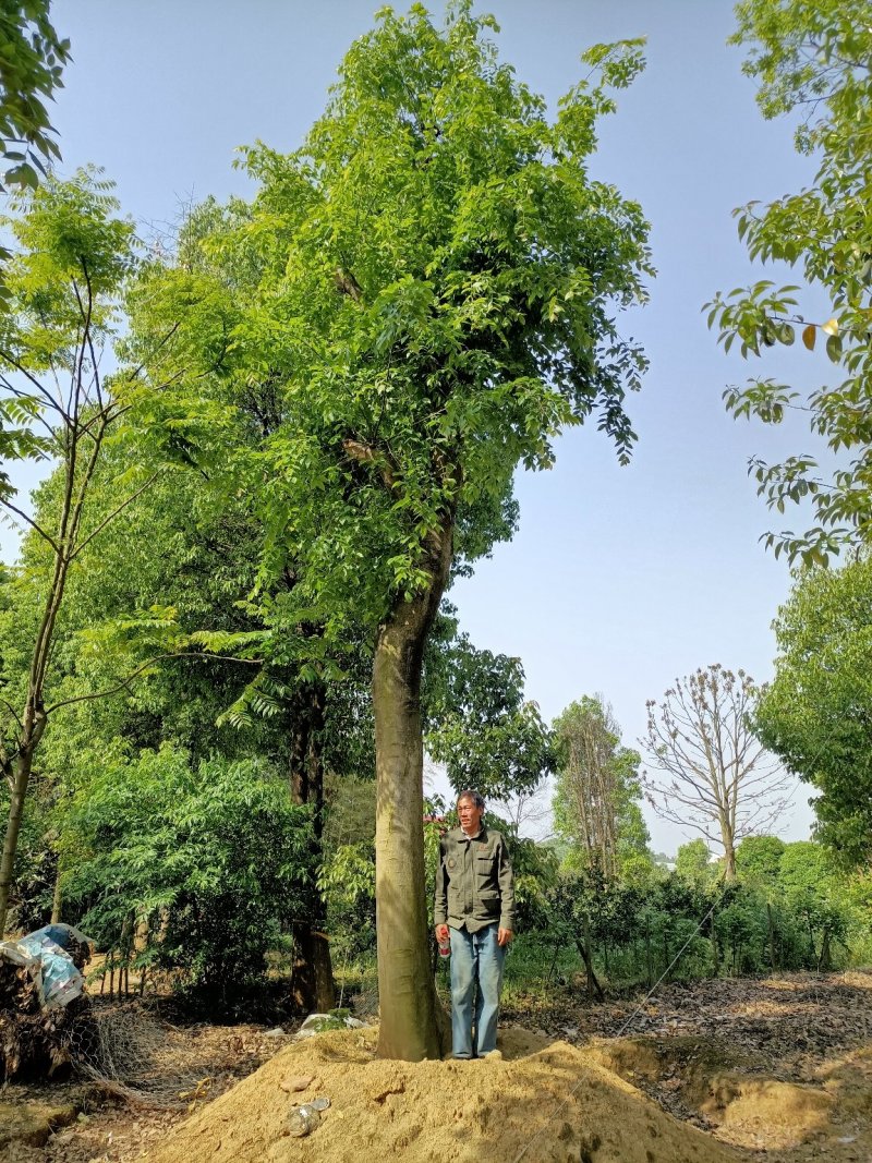 五杆丛生朴树自家苗圃，基地直销，一手货源