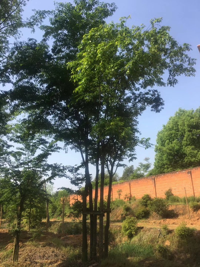五杆丛生朴树自家苗圃，基地直销，一手货源