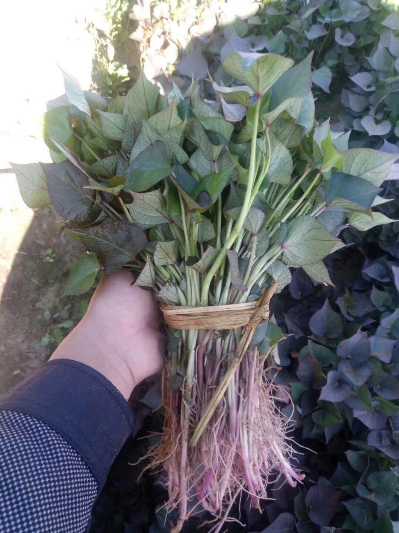 烟薯25枝粗旪厚成活率很高