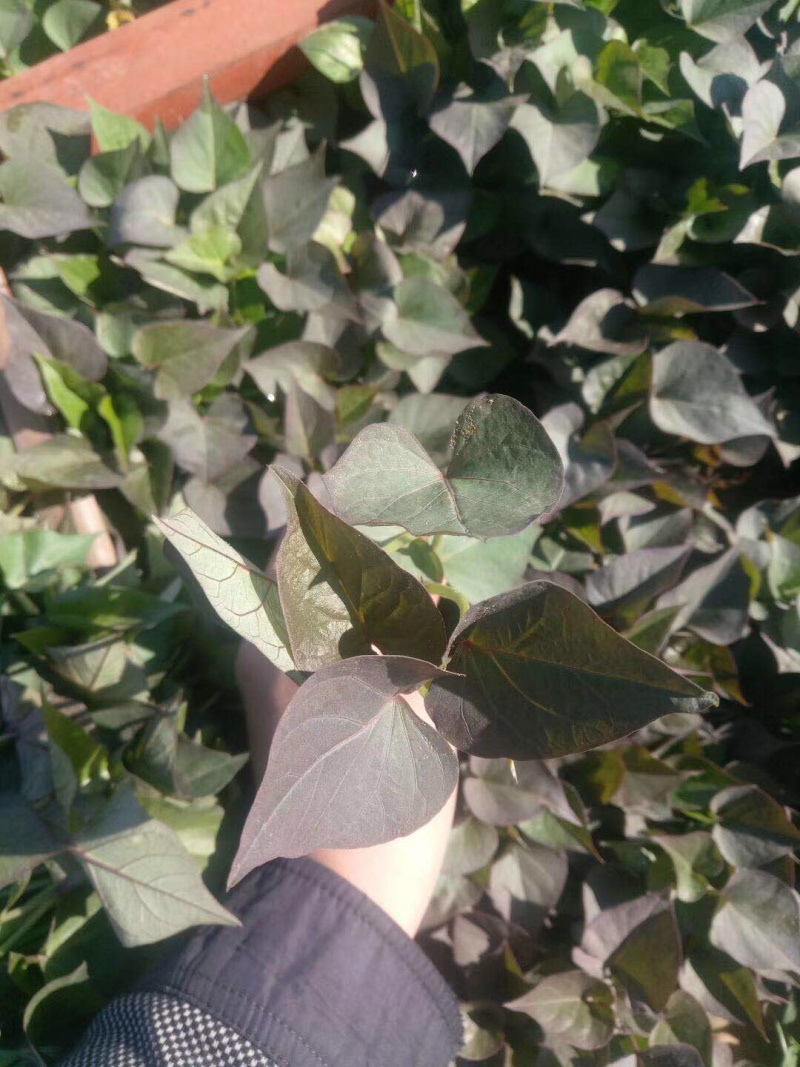 烟薯25枝粗旪厚成活率很高
