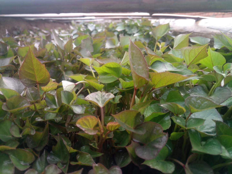 烟薯25枝粗旪厚成活率很高