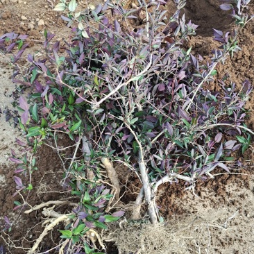 爬藤树形金银花苗。