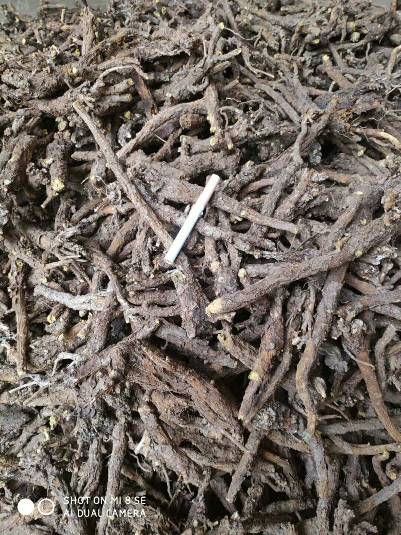 基地直供精选大条，原装统货，干净无杂，保质保量