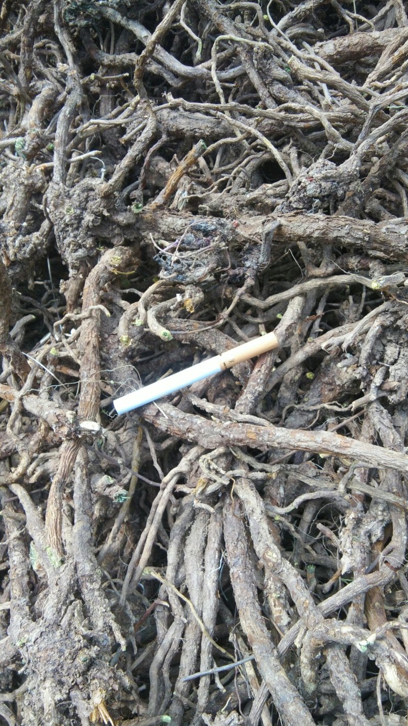 基地直供精选大条，原装统货，干净无杂，保质保量
