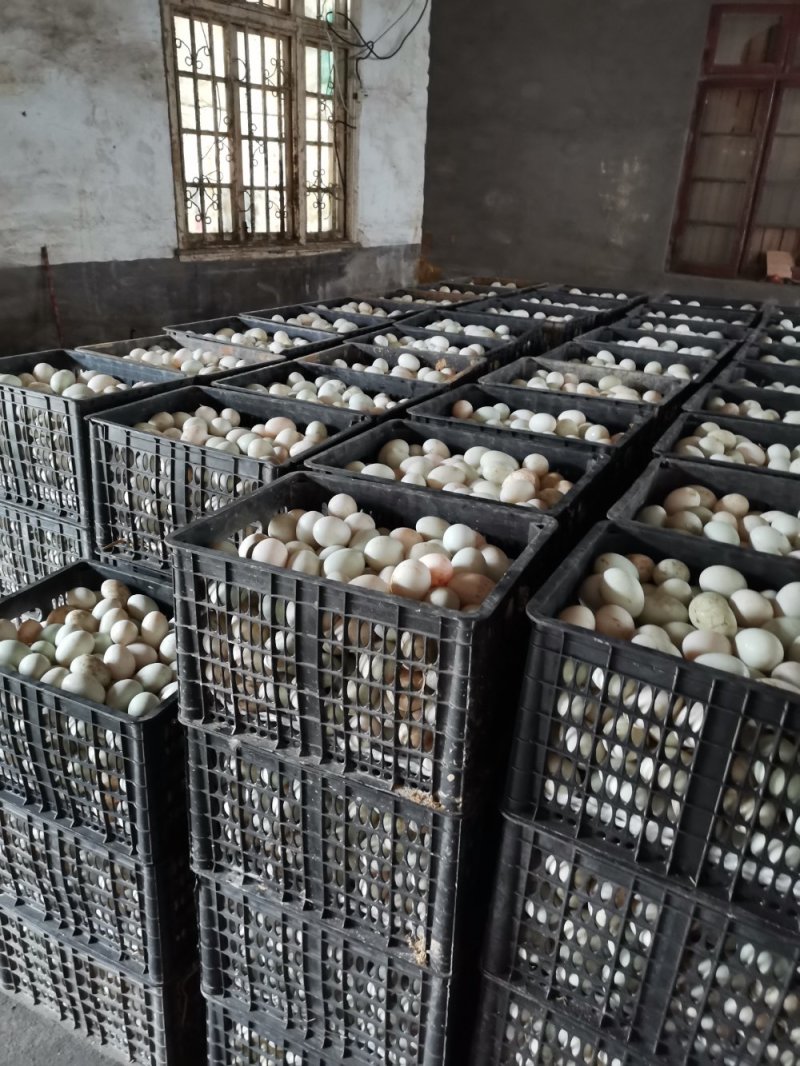 长期大量供应鸭蛋，多种优质蛋品工厂直供，万斤起批