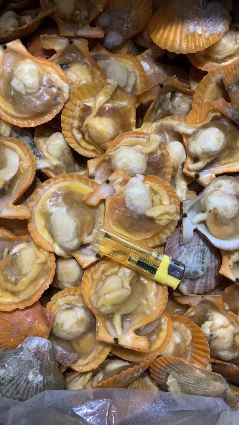 干冰黄金贝4kg