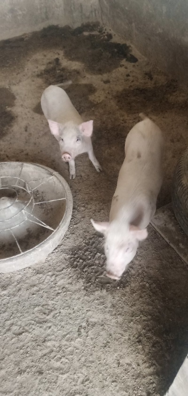出售长白猪出肉率高认可度高居家必备