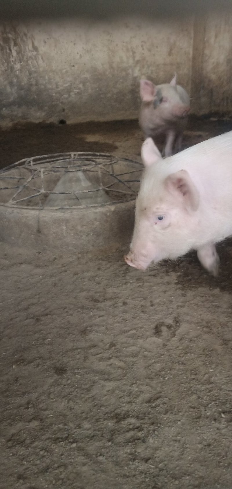 出售长白猪出肉率高认可度高居家必备