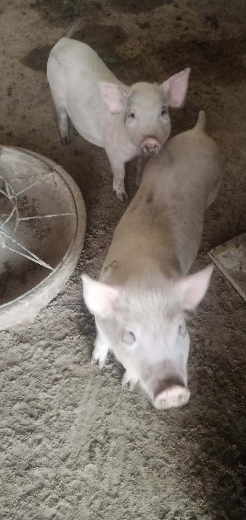 出售长白猪出肉率高认可度高居家必备