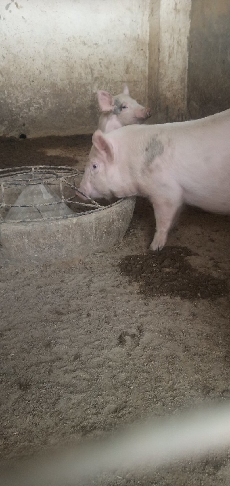 出售长白猪出肉率高认可度高居家必备