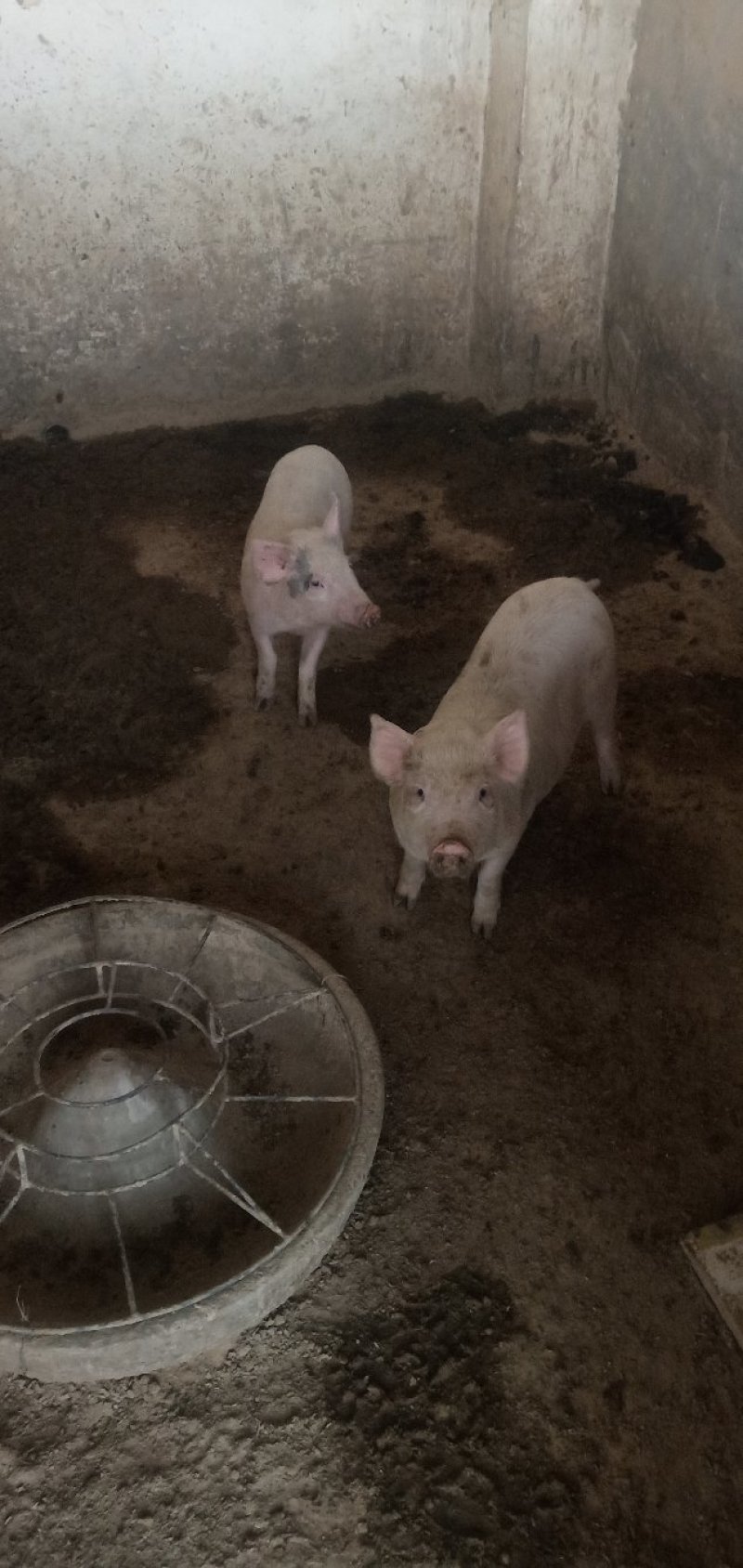 出售长白猪出肉率高认可度高居家必备