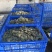 陈皮黑糖姜，姜糖片口感香甜软糯