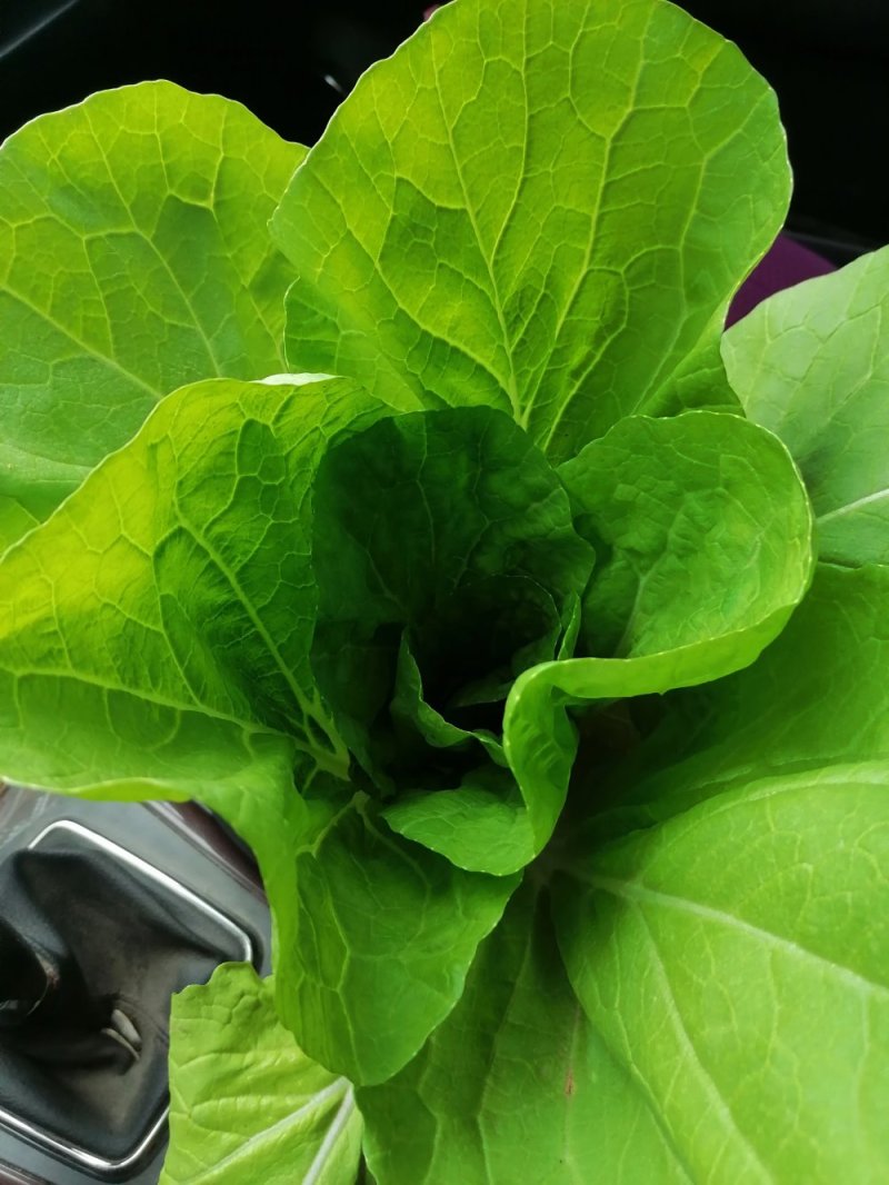 小白菜，叶片好无虫眼，质量放心有保证，需要的联系，基地大
