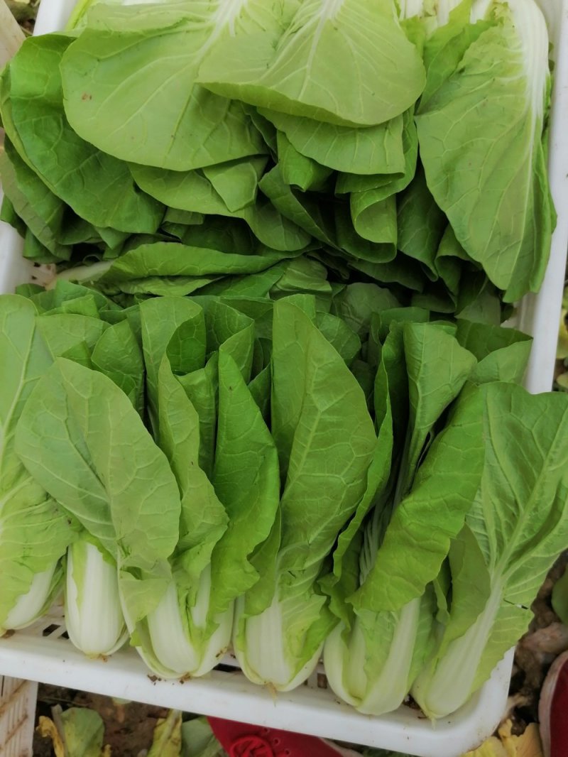 小白菜，叶片好无虫眼，质量放心有保证，需要的联系，基地大