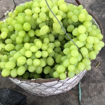 葡萄