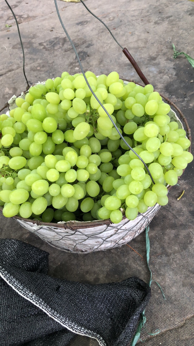 葡萄