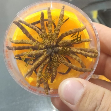 冬虫夏草玉树精选小草特价小草50根起全国包邮发货