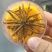 冬虫夏草玉树精选小草特价小草50根起全国包邮发货