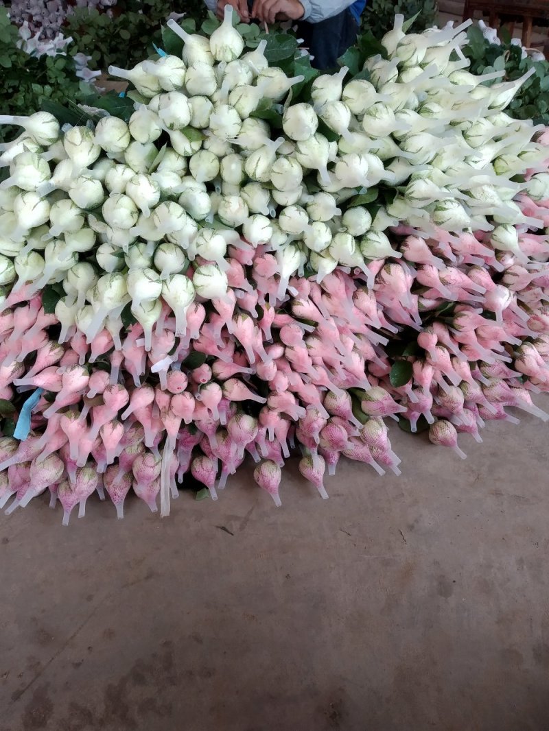 玫瑰鲜花花束婚庆用花家庭办公插花装饰团购批发