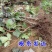 金手指葡萄苗大苗果树果苗爬藤嫁接苗果树苗当年结果葡萄树苖