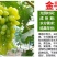 金手指葡萄苗大苗果树果苗爬藤嫁接苗果树苗当年结果葡萄树苖