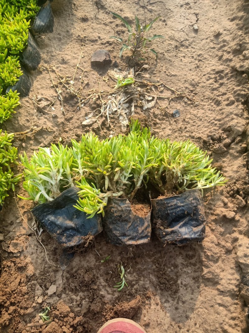 佛甲草（绿叶，黄叶），黄金条，基地直销，规格齐全，