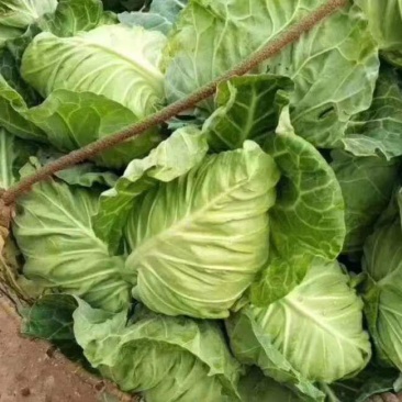汉中牛心包菜，叶绿，单颗重1一3斤