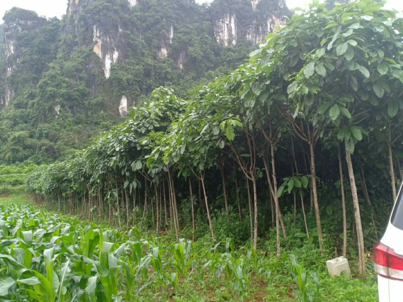 苹婆，六旺树，绿化苗木