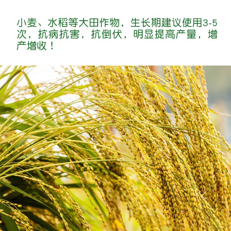 丰收乐保尔奇0.01%24表芸苔素内酯规格齐全