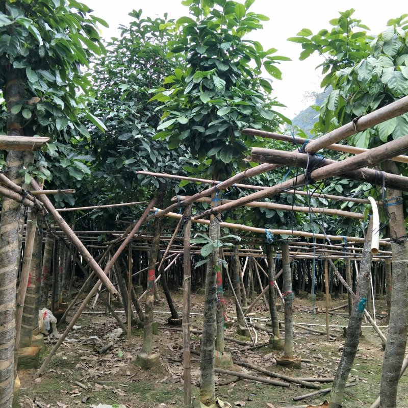 苹婆，六旺树，绿化苗木