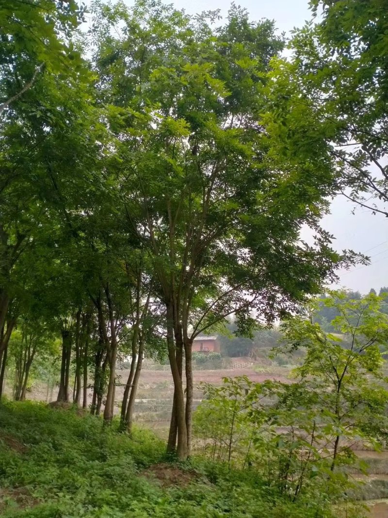 丛生朴树